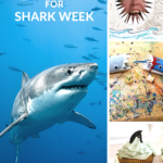 Shark week activities for Pinterest